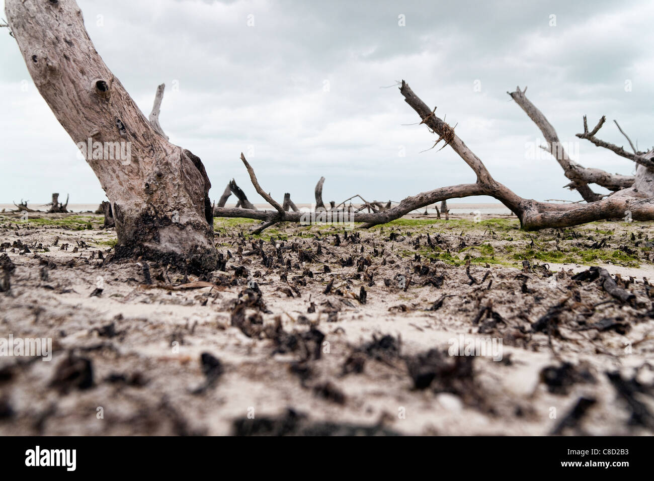 Death trees hires stock photography and images Alamy
