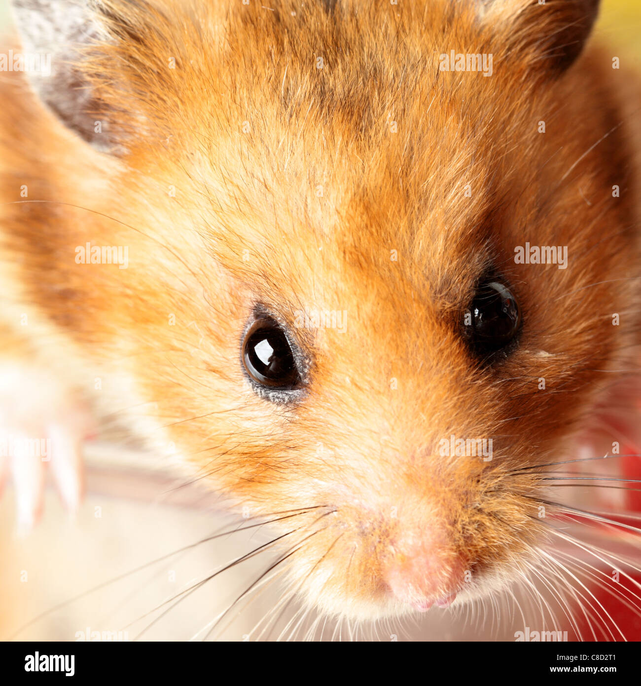 Fluffy syrian hamster close up face Stock Photo