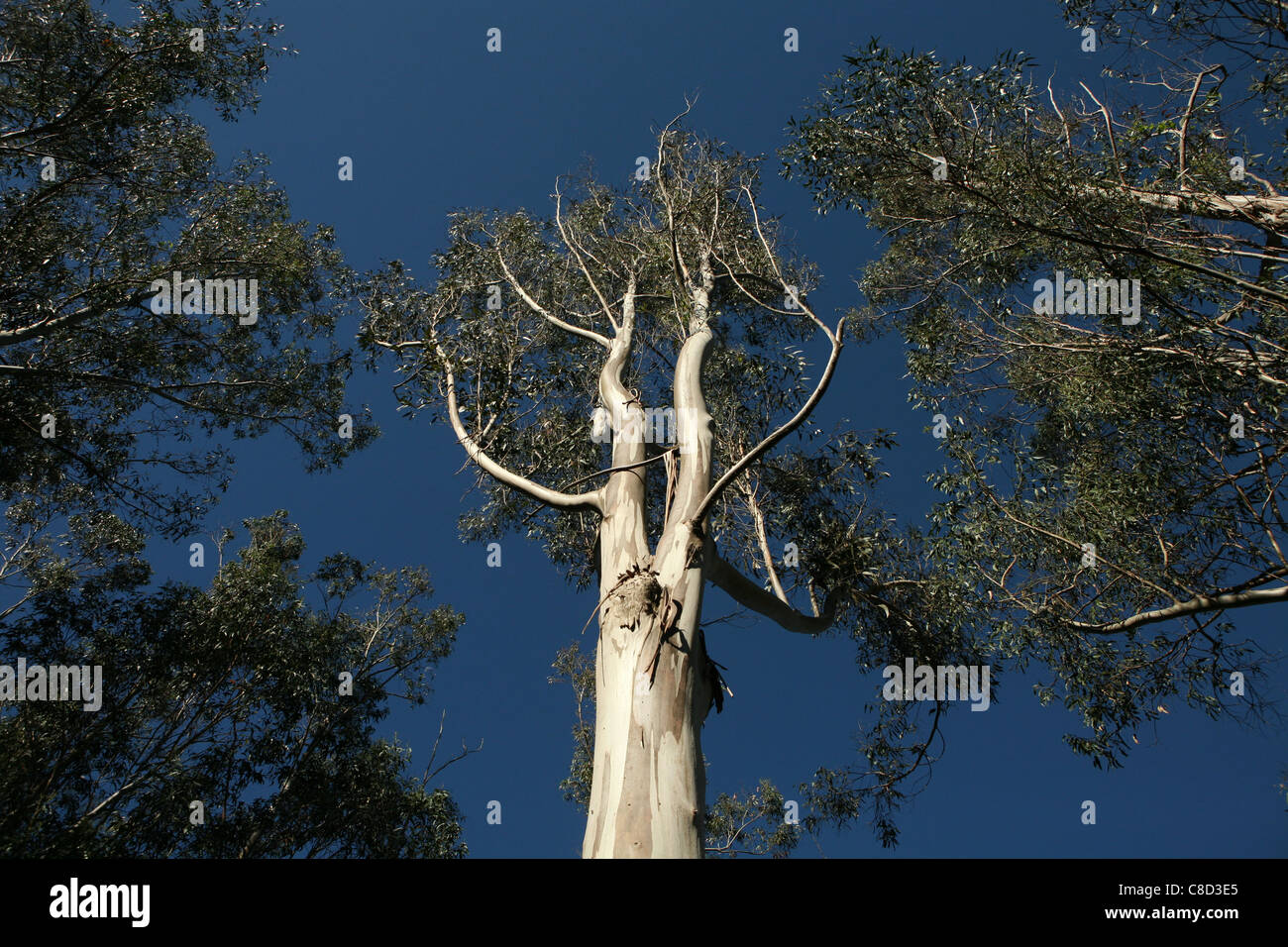 Eucalyptus in Galicia, Spain. Stock Photo