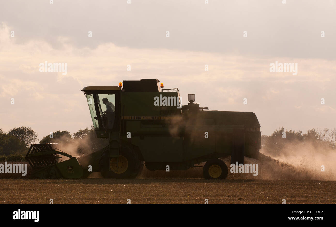 Combine Harvester combining in the evening Stock Photo