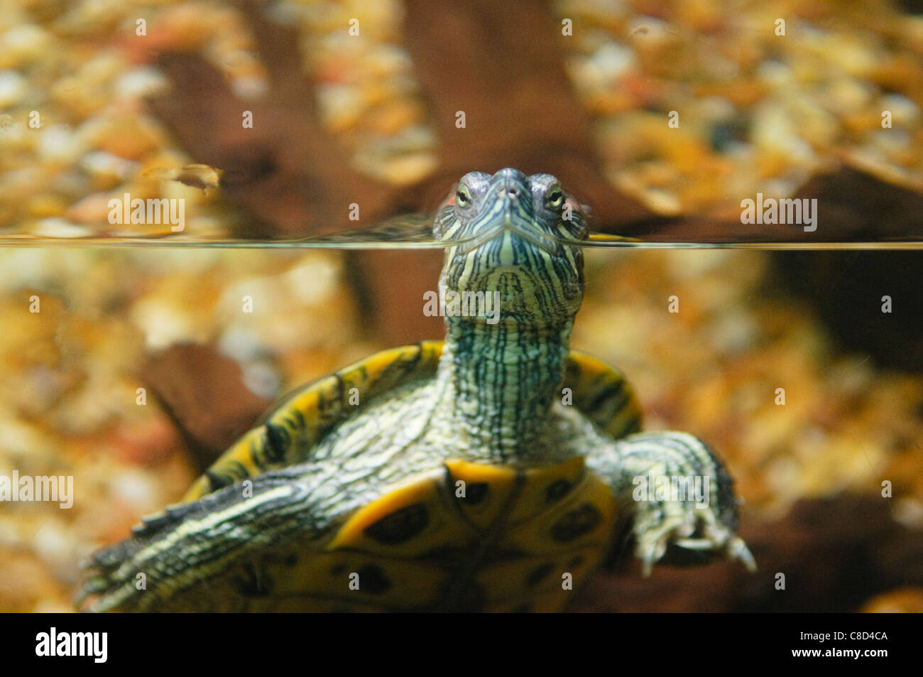 turtle pokes its head out of the water in Eilat Israel Stock Photo