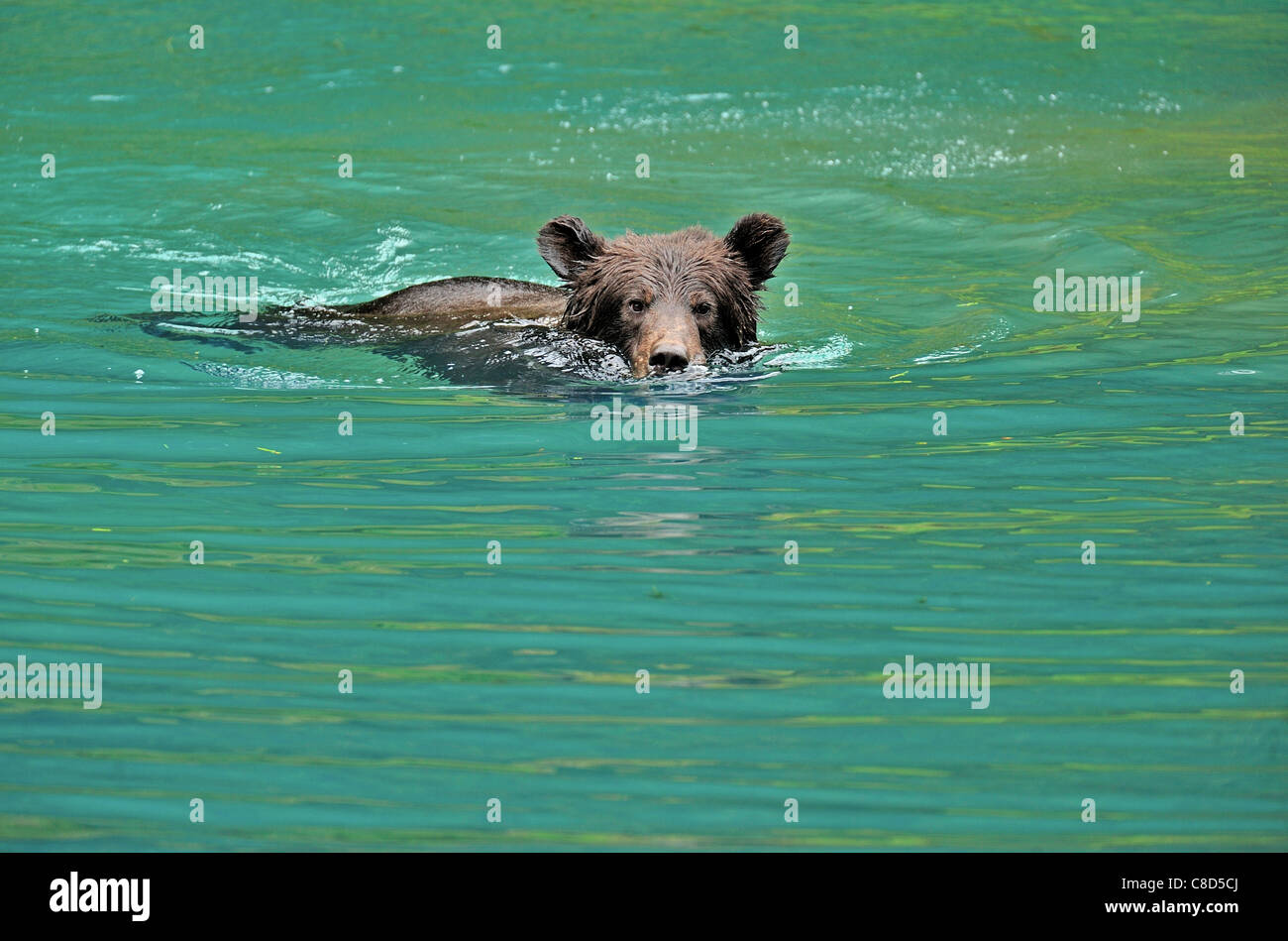 A grizzly bear cub playing swimming in a pond of water Stock Photo - Alamy