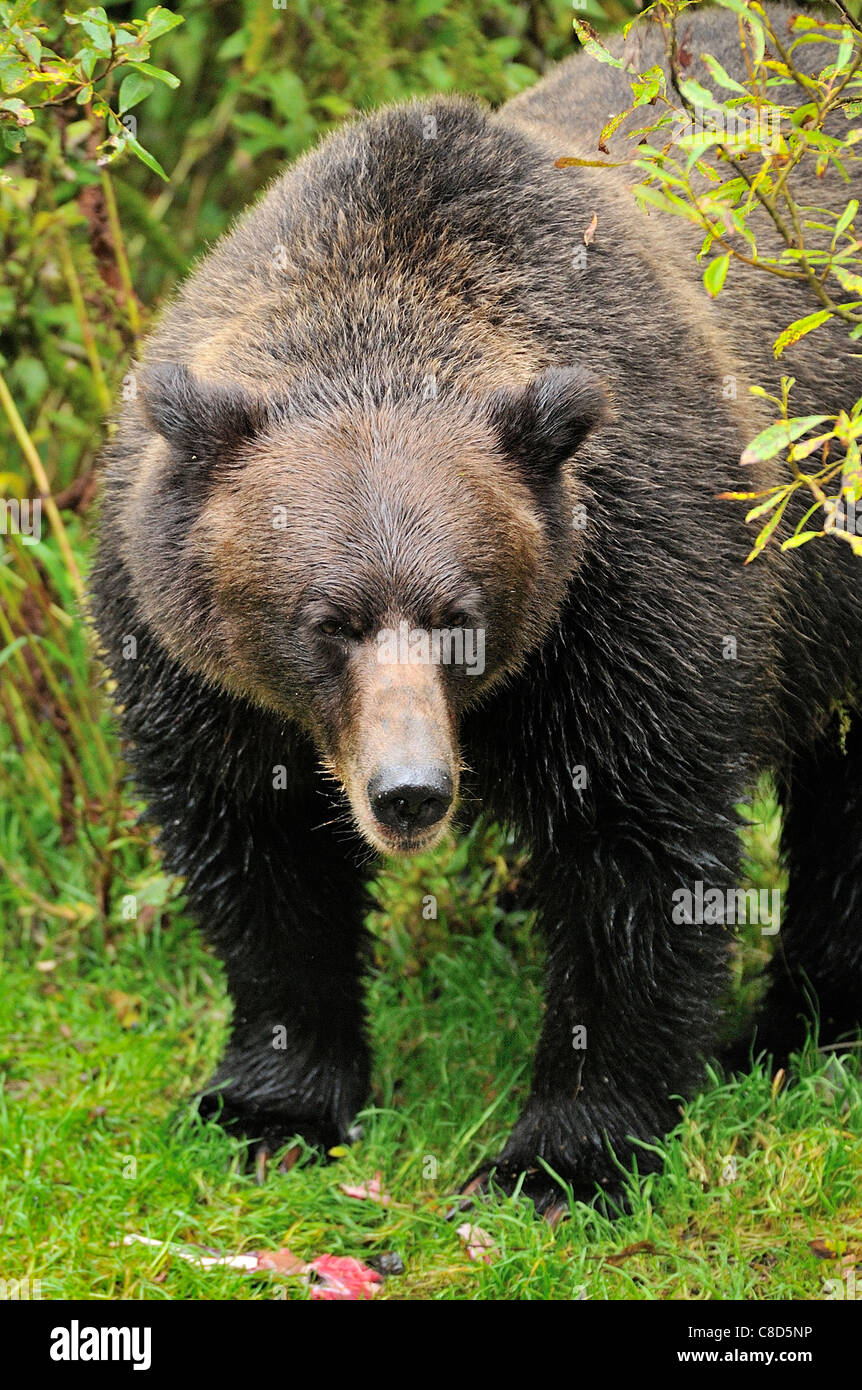 An adult grizzly bear making eye contact standing over some half eaten salmon Stock Photo