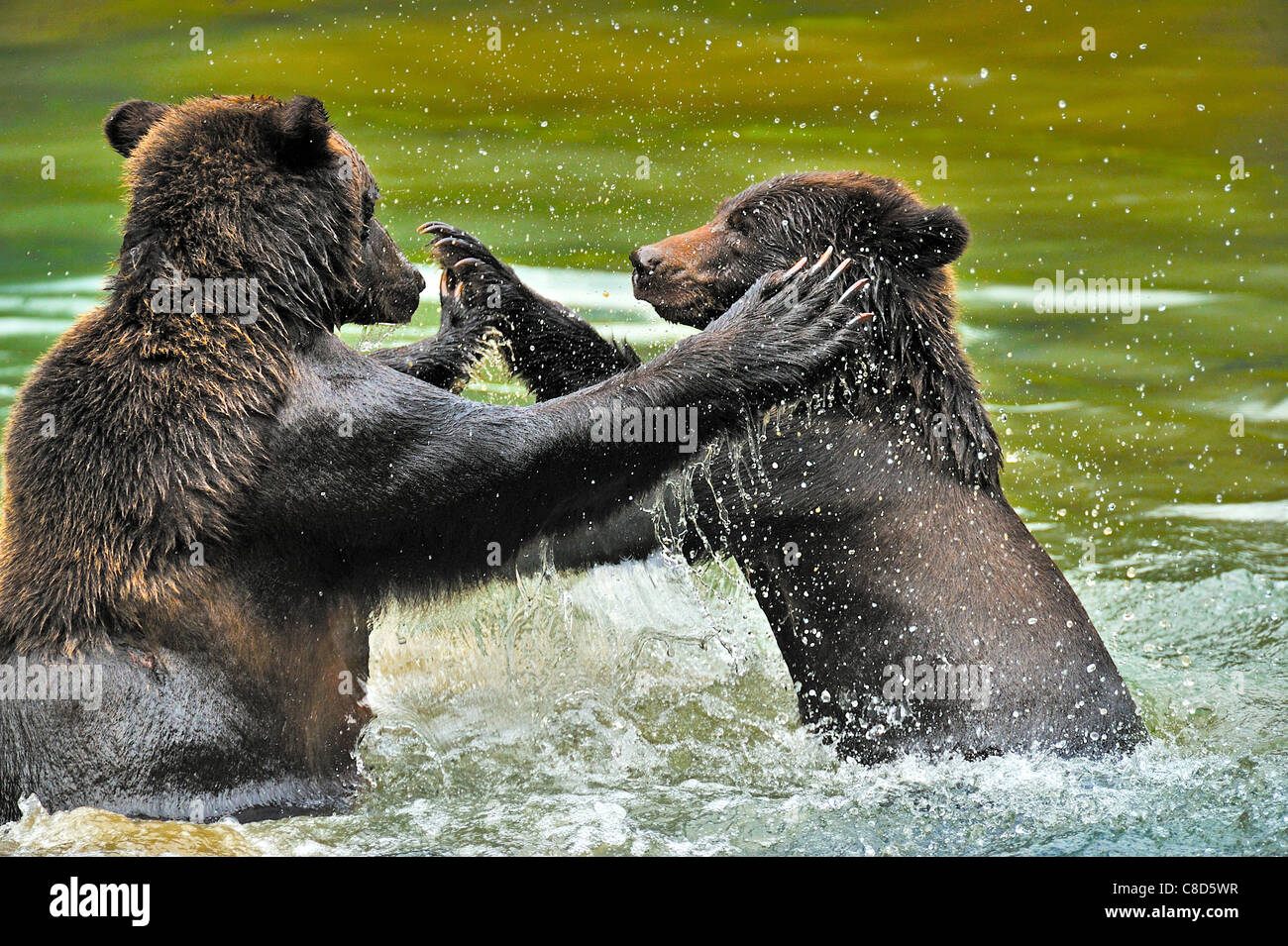 Two grizzly bears aggressively play fighting Stock Photo