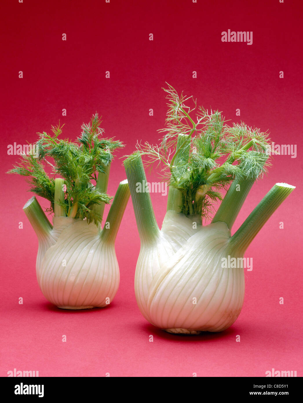 Fennel bulbs Stock Photo Alamy