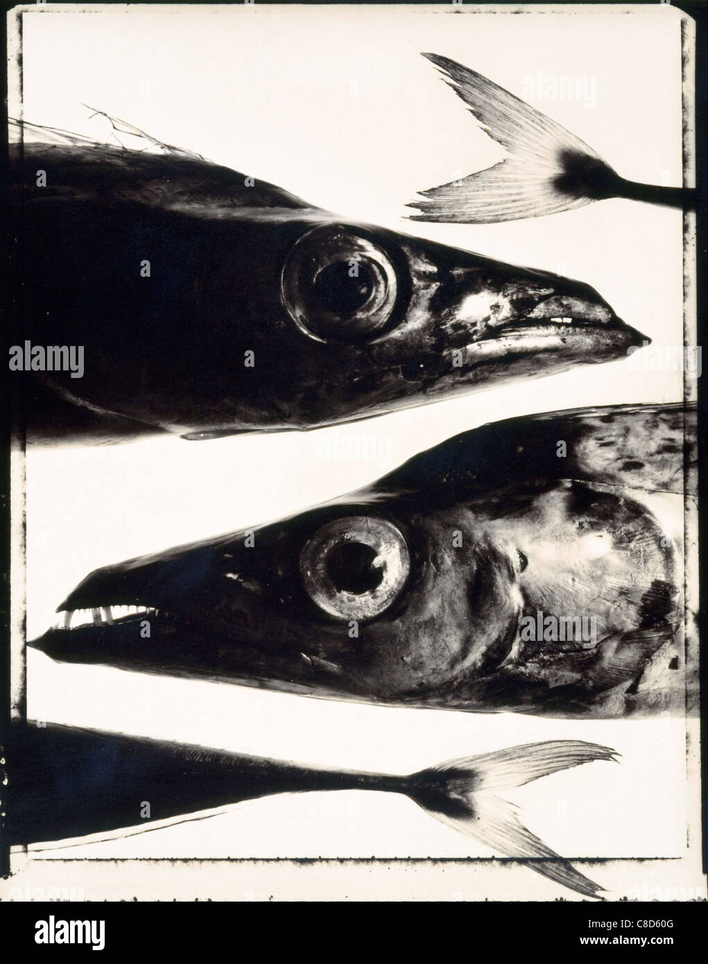 Heads and tails hires stock photography and images Alamy