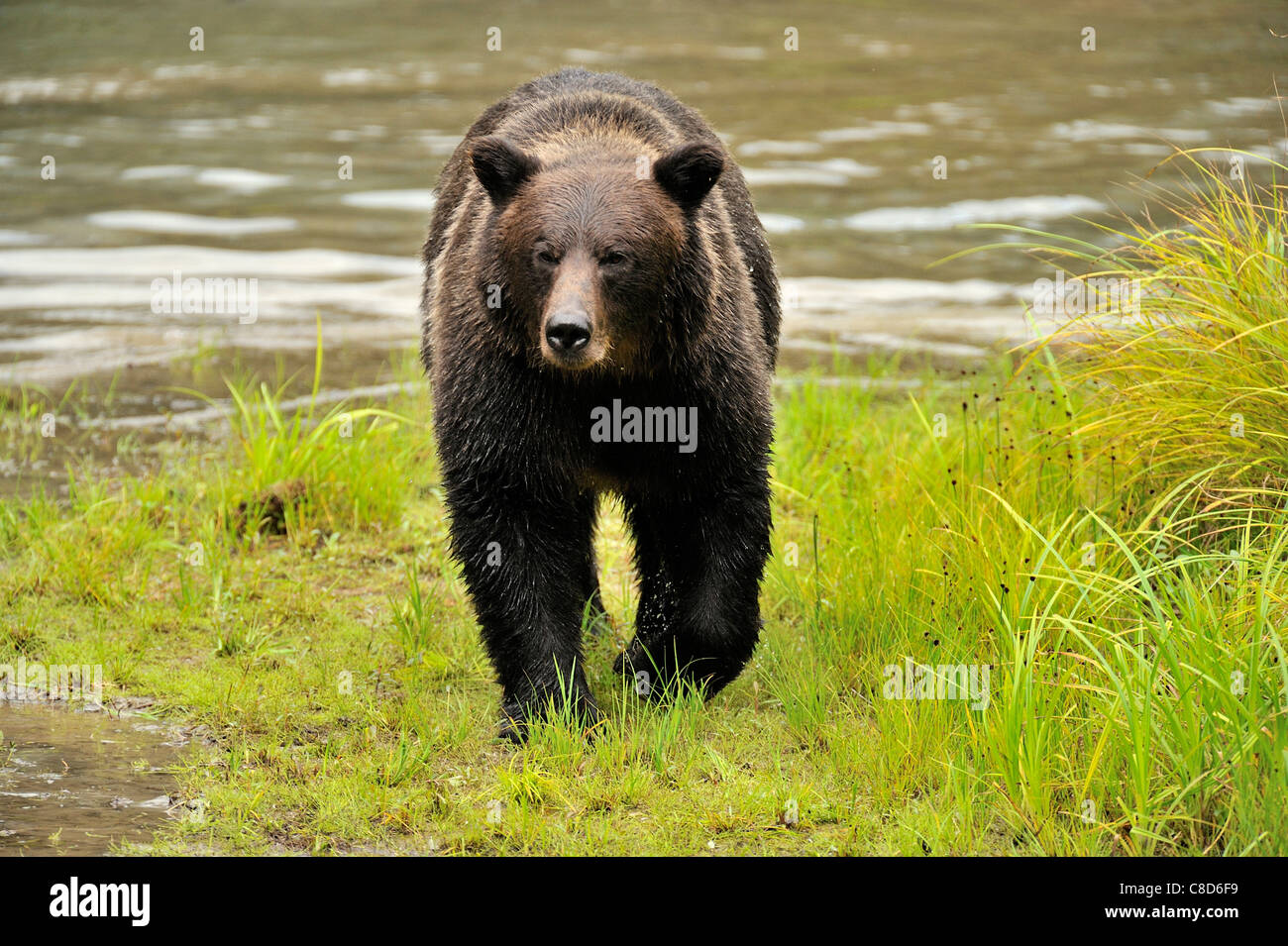 An adult grizzly bear walking along the edge of a water pond. Stock Photo