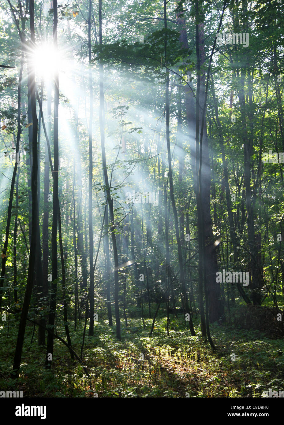 Sun's rays shining through the trees in the forest. Stock Photo