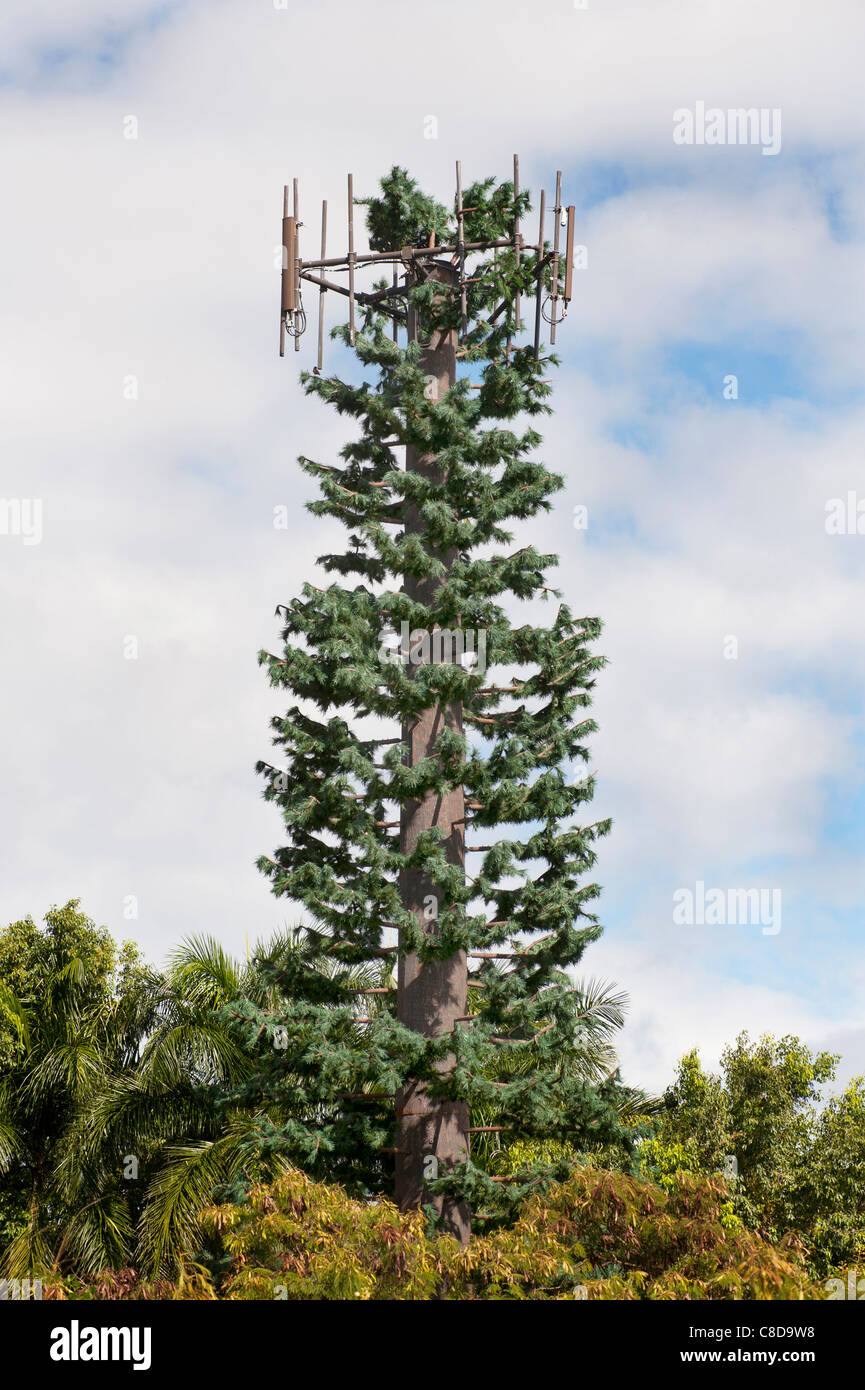 Fake cellular antenna tree in Kauai, Hawaii Stock Photo Alamy