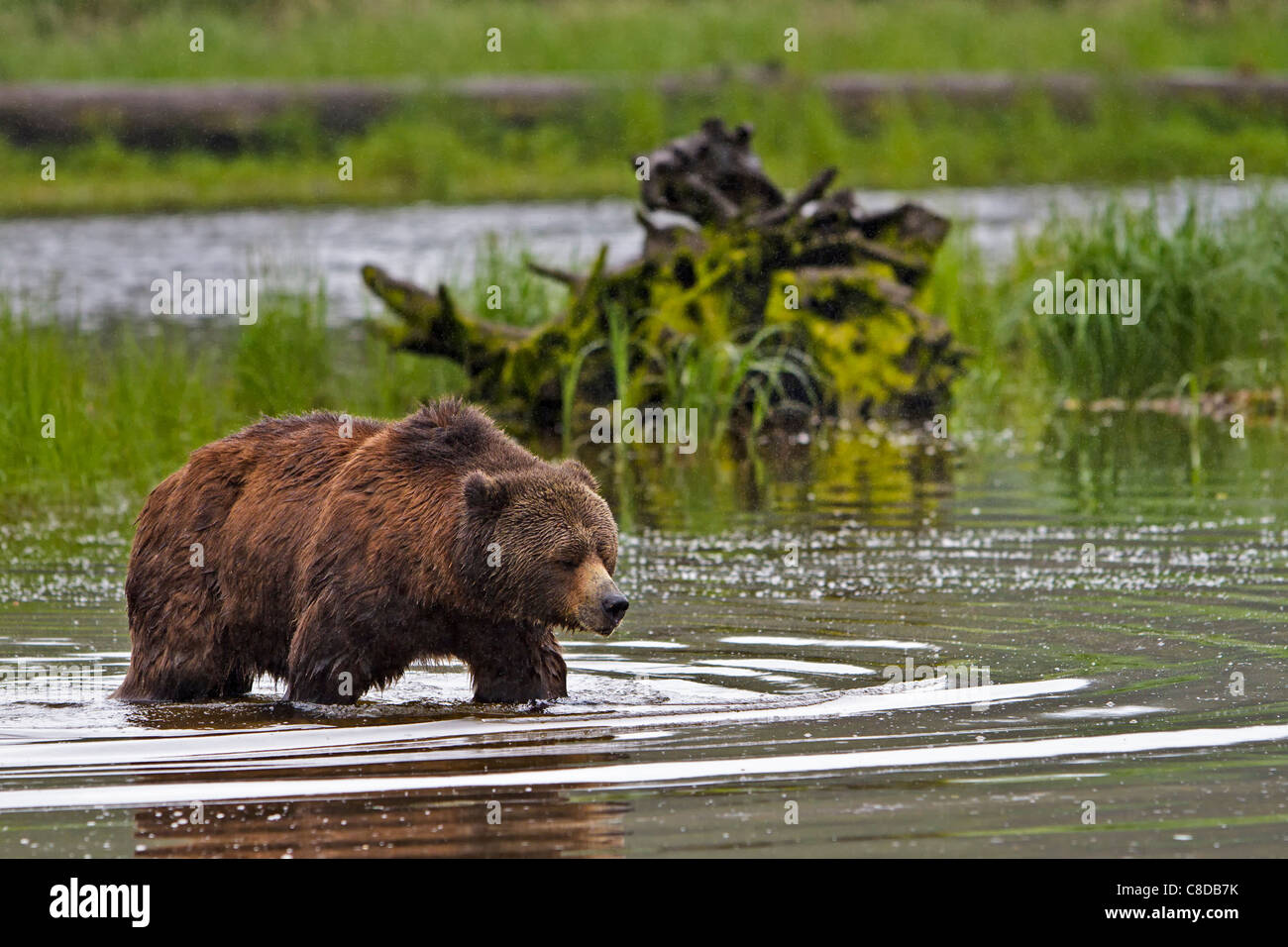 Coastal Grizzly bear searching for food at low tide on the British Columbia Mainland, Great Bear Rainforest, Canada Stock Photo