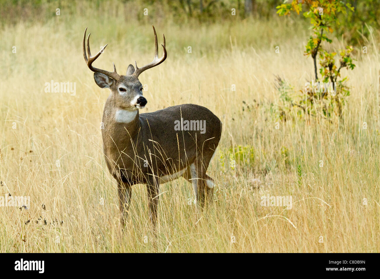 Whitetail buck  in a meadow in South Dakota Stock Photo