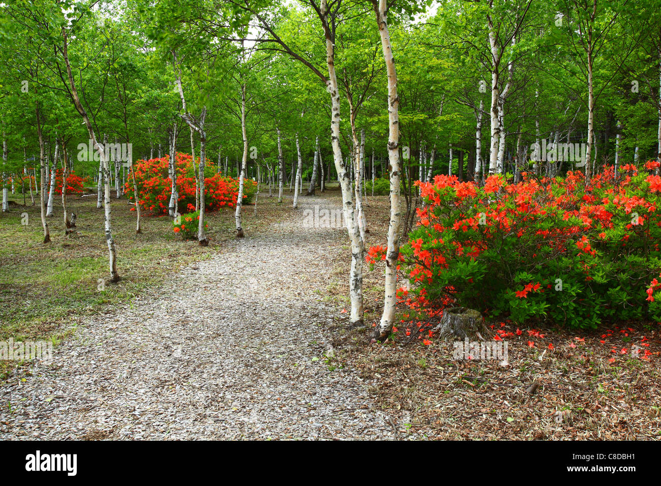Azalea Walk Stock Photos & Azalea Walk Stock Images - Alamy