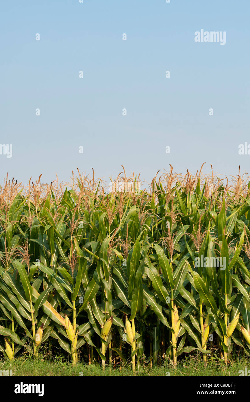 Zea Mays Field Of Maize Corn Growing In India Stock Photo Alamy