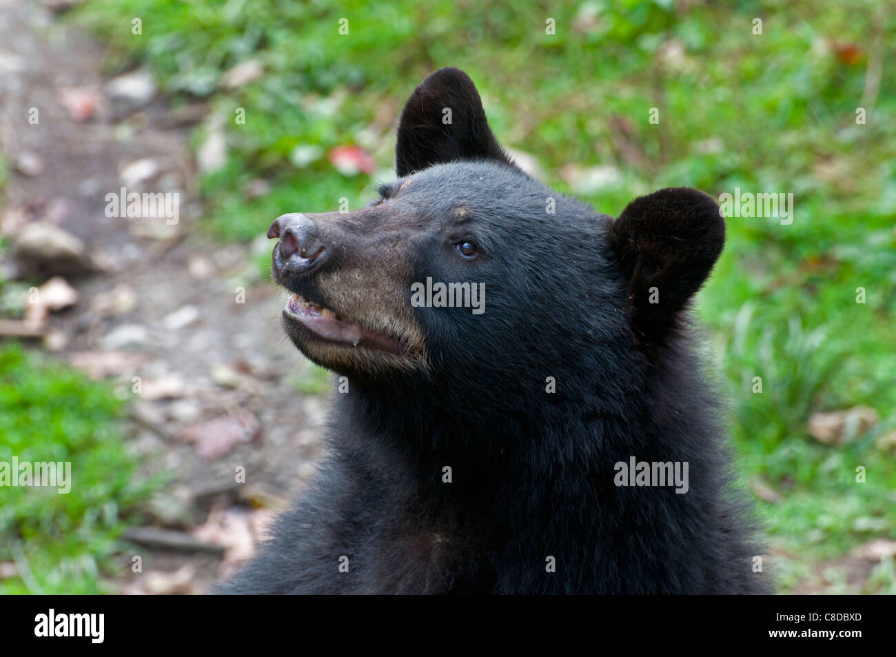 A curious young Black Bear. Stock Photo