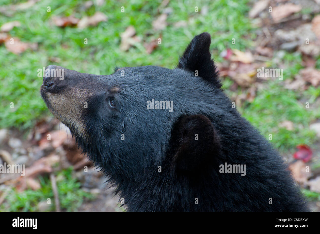 A curious young Black Bear. Stock Photo