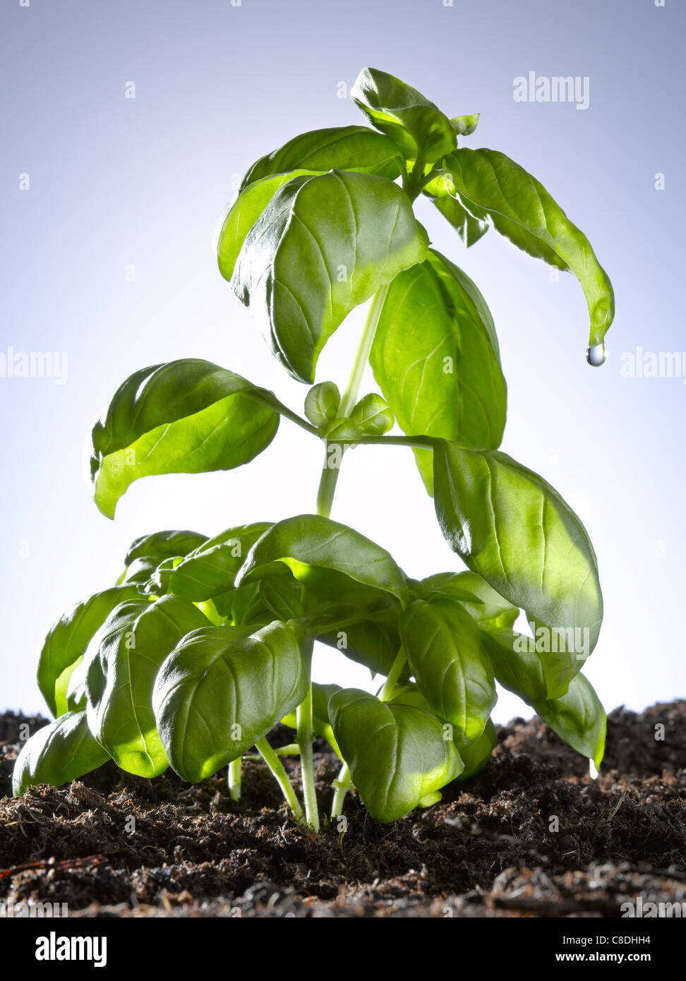 Planted basil hires stock photography and images Alamy