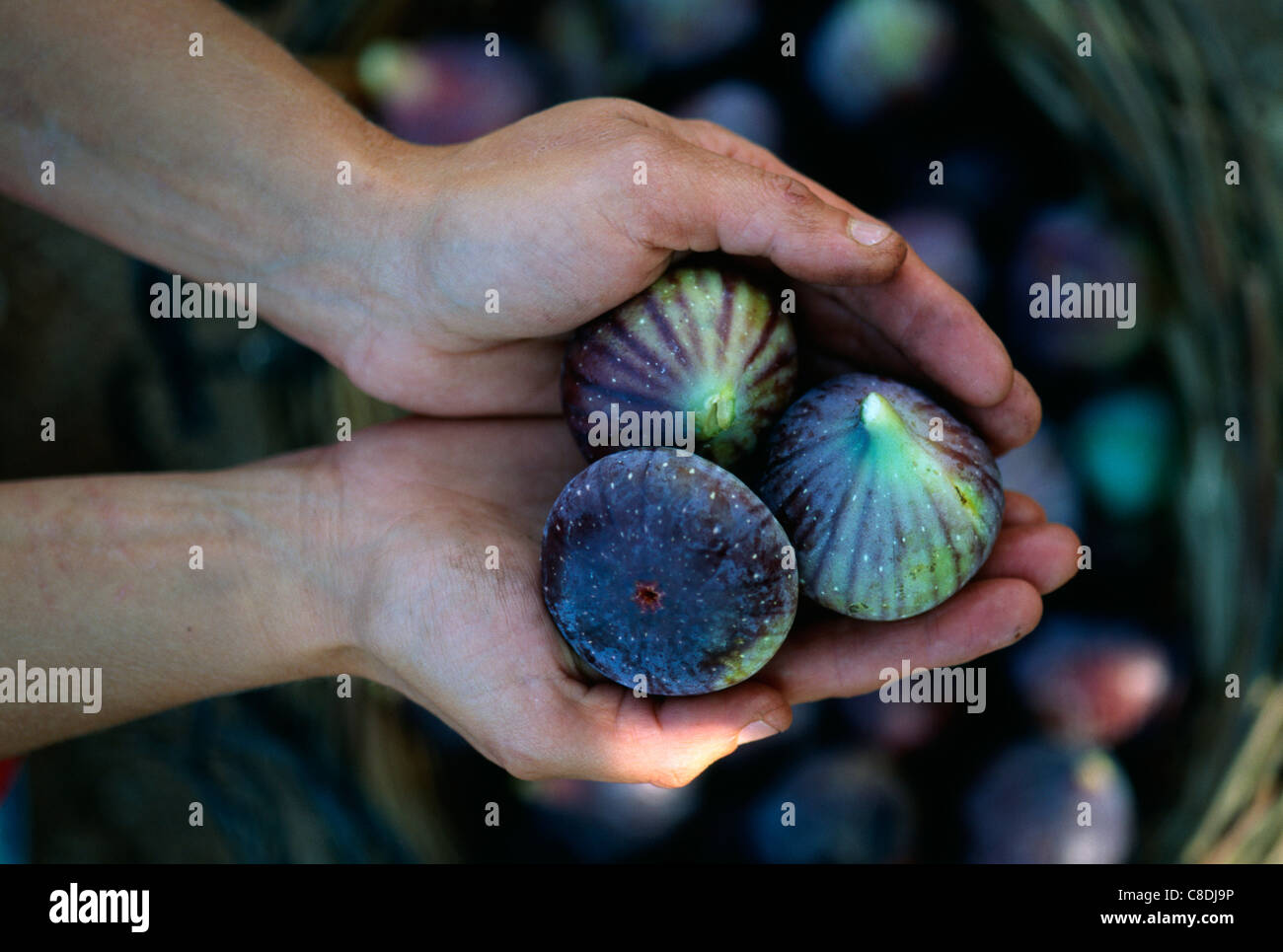 A handful of figs Stock Photo