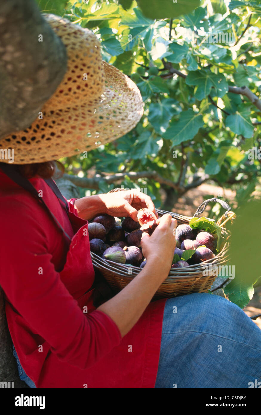 Woman harvest figs hi-res stock photography and images - Alamy
