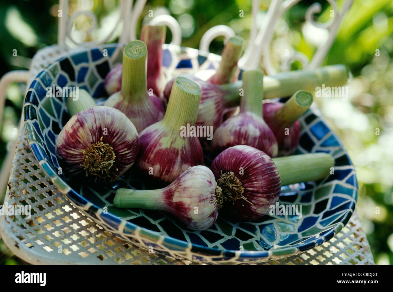 Heads of garlic Stock Photo Alamy