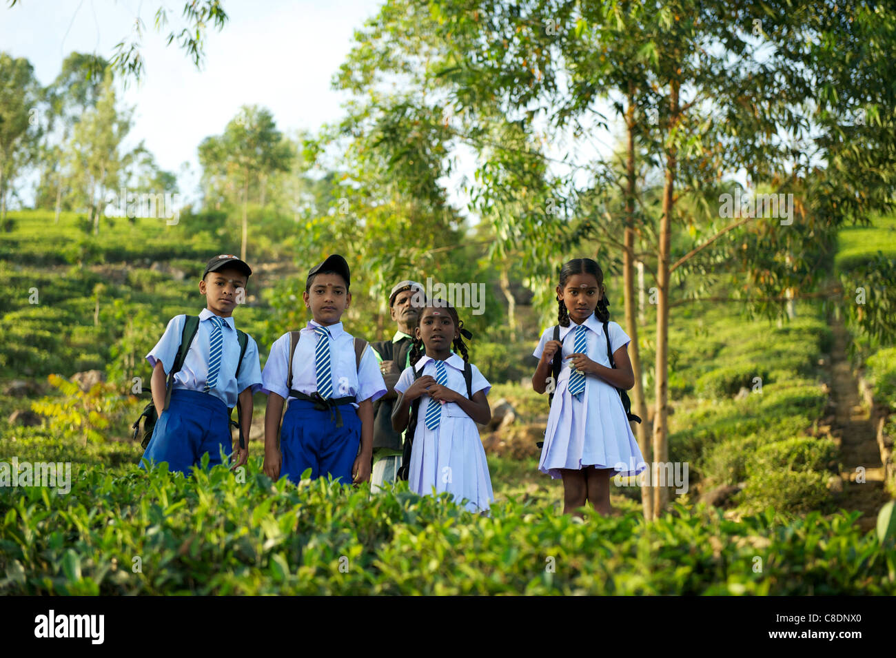 School children at a tea plantation, Maskeliya Sri Lanka Stock Photo