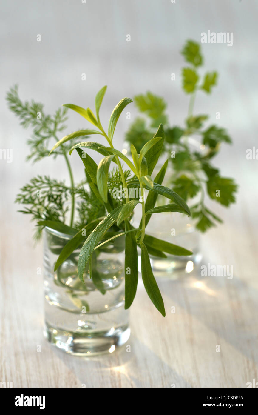 Mixed fresh herbs Stock Photo Alamy