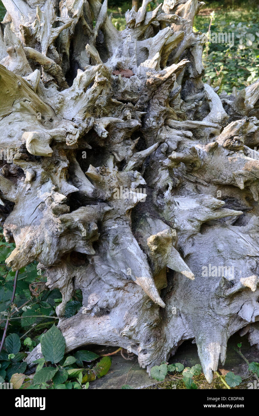 Dried tree trunk in woodland, Surrey, United Kingdom Stock Photo Alamy