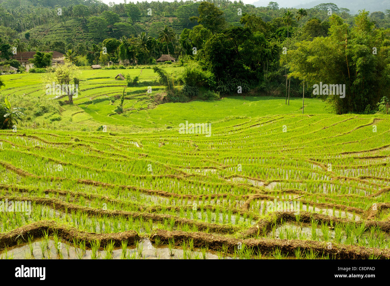 Paddy fields sri lanka hires stock photography and images Alamy