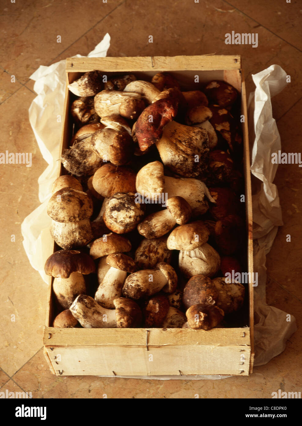 Small crate of ceps Stock Photo
