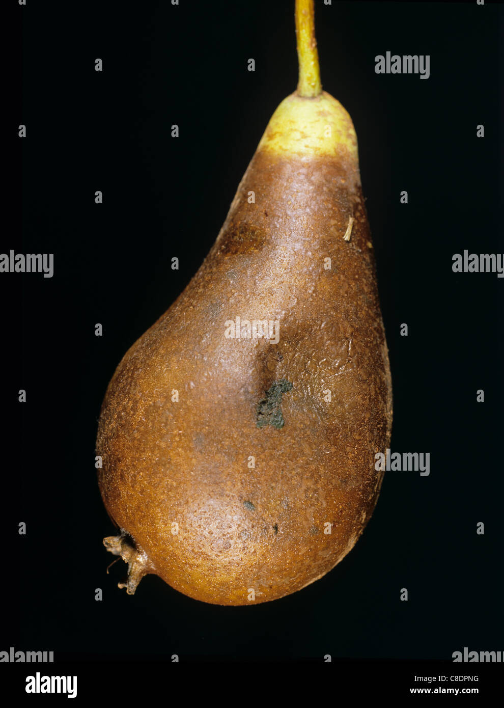Pear fruit with fruit rot caused by Phytophthora syringae Stock Photo