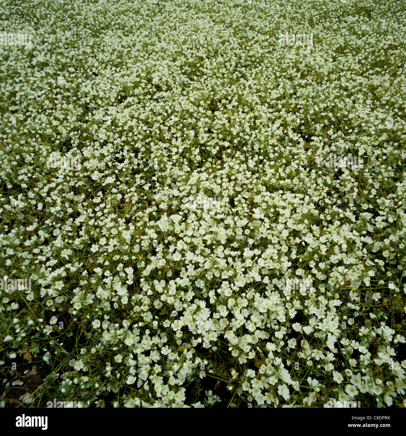 A meadowfoam (Limnanthes alba) crop in full flower Stock Photo