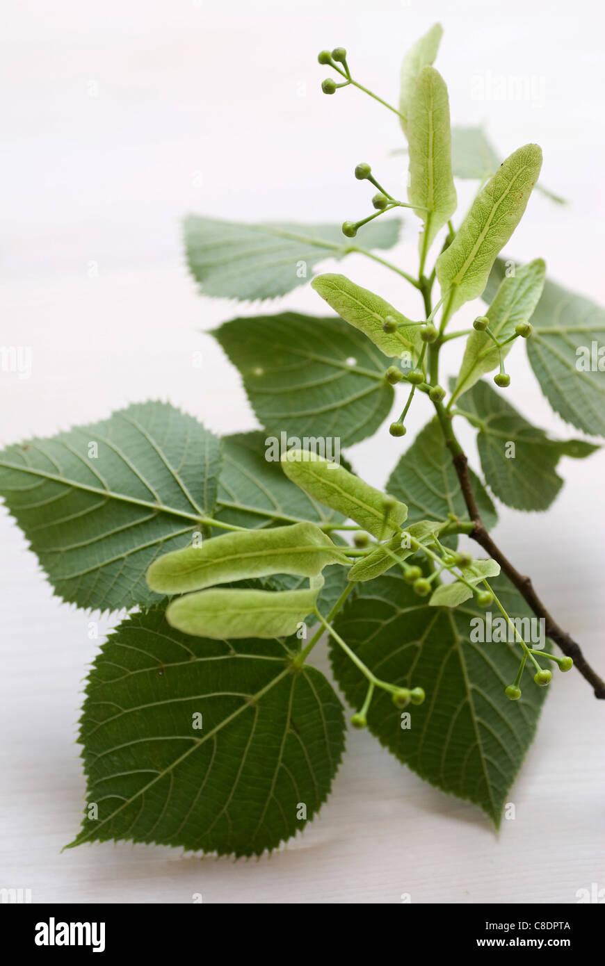 Branch from a lime tree Stock Photo