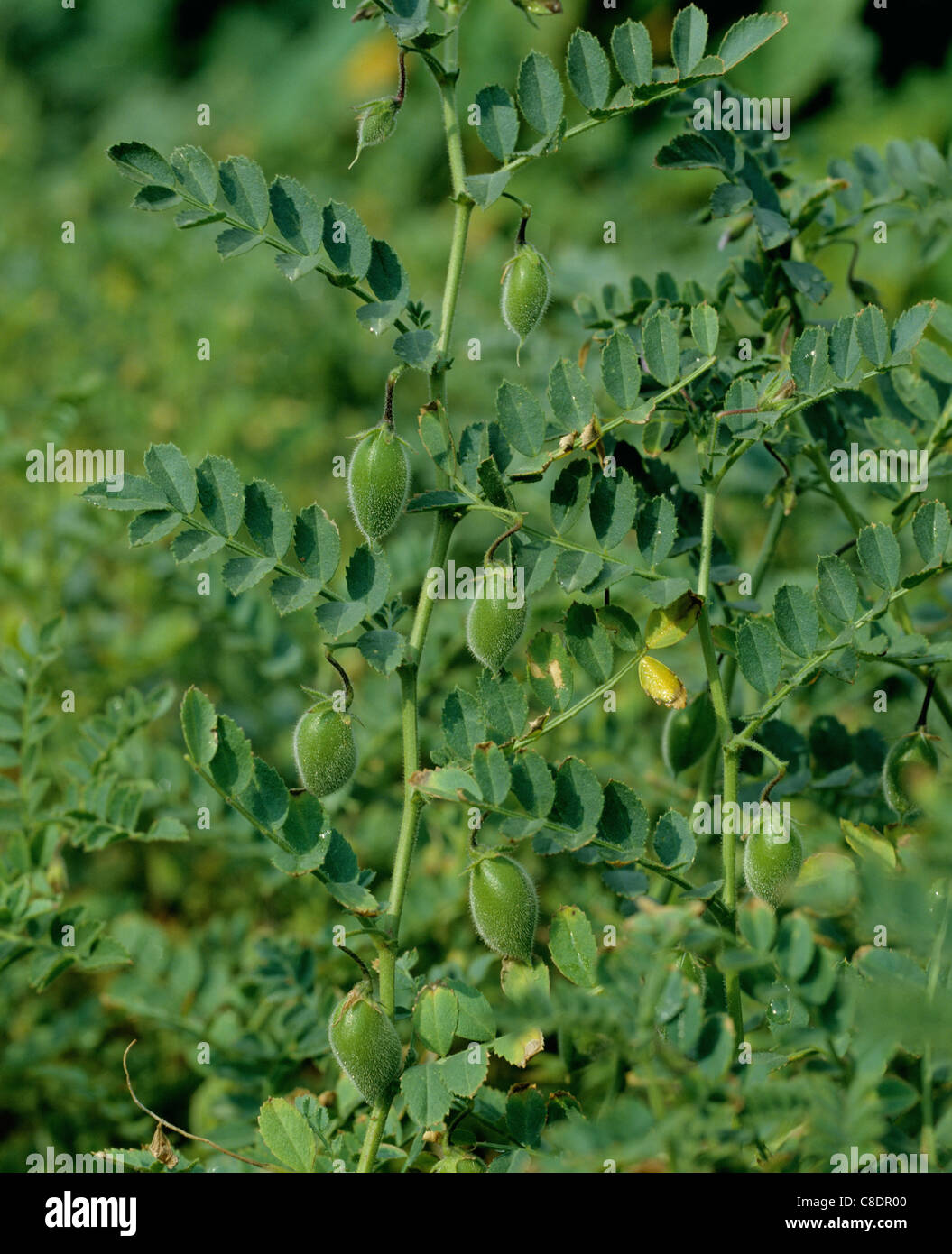 Mature but not ripe pods of chickpeas variety Kabuli Stock Photo