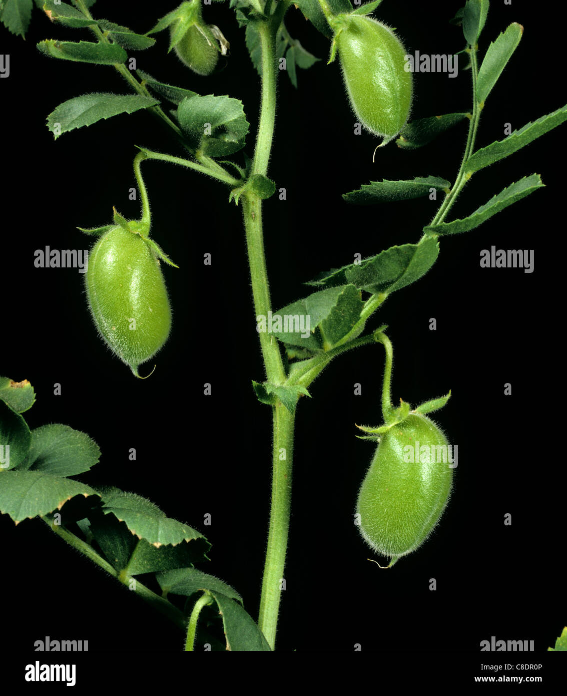 Chickpea (Cicer arietinum) pods variety Tyson Stock Photo