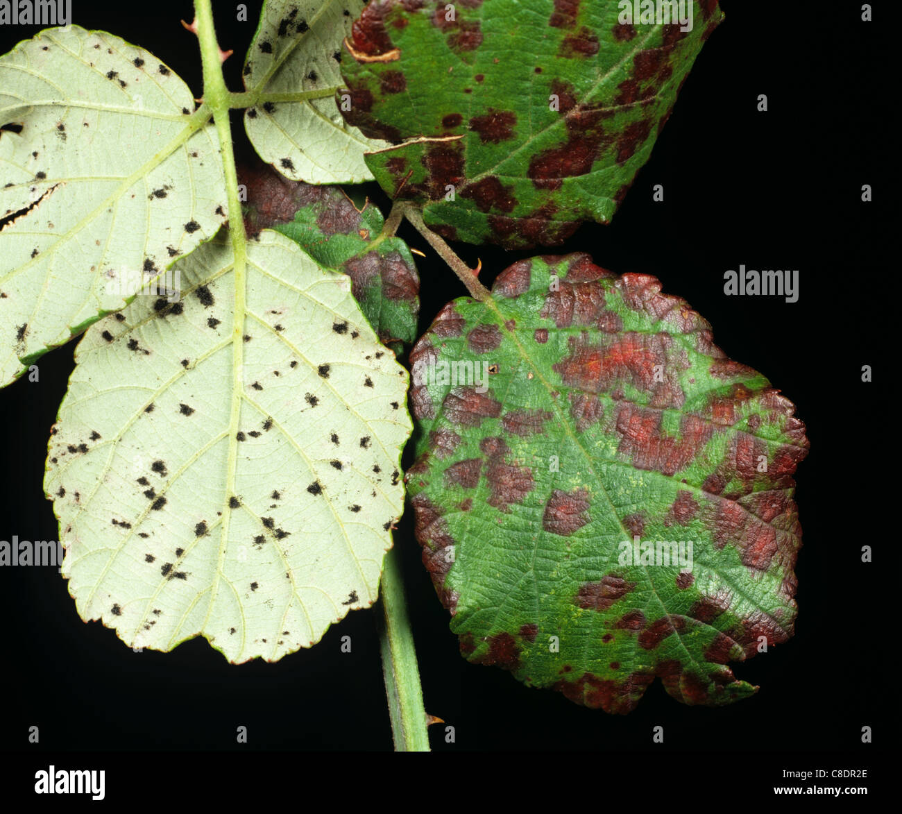 Blackberry common rust (Phragmidium violaceum) on blackberry upper and lower leaf surface Stock Photo