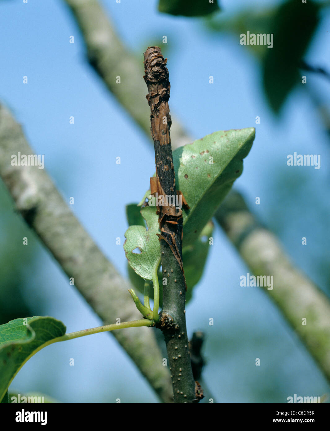 Canker Neonectria ditissima lesion on pear wood Stock Photo