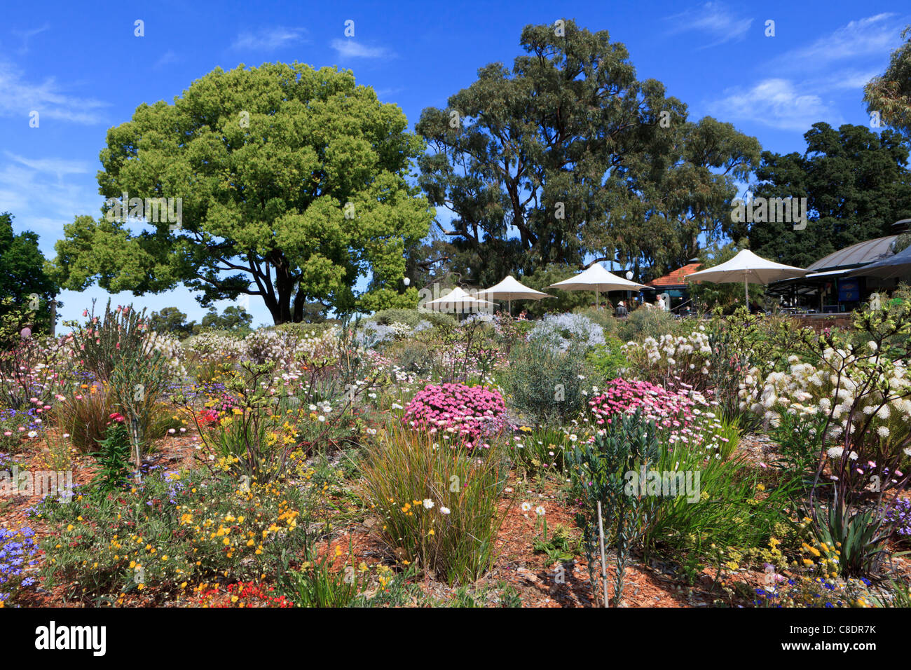 Native Western Australian wildflower display in Kings Park Stock Photo