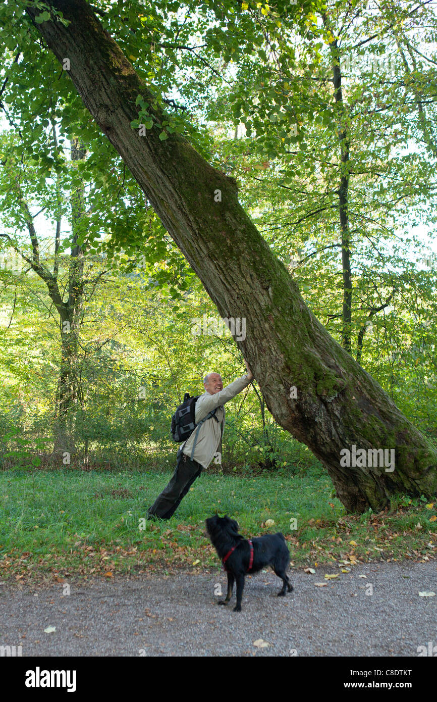 man trying to stop a tree from falling Stock Photo Alamy