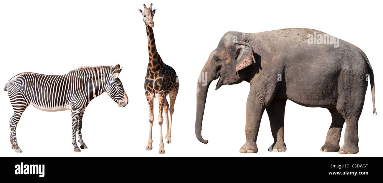 Giraffe And Zebra Outlet Cover 3dRose lsp_48977_6 African Safari With Elephant Giraffe And Zebra Outlet Cover 3dRose lsp_48977_6 African Safari With Elephant