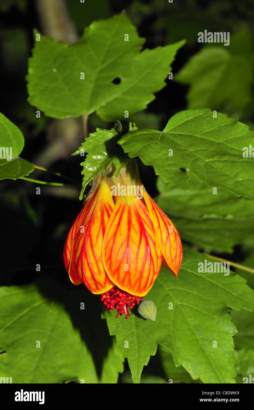 Abutilon flower Stock Photo