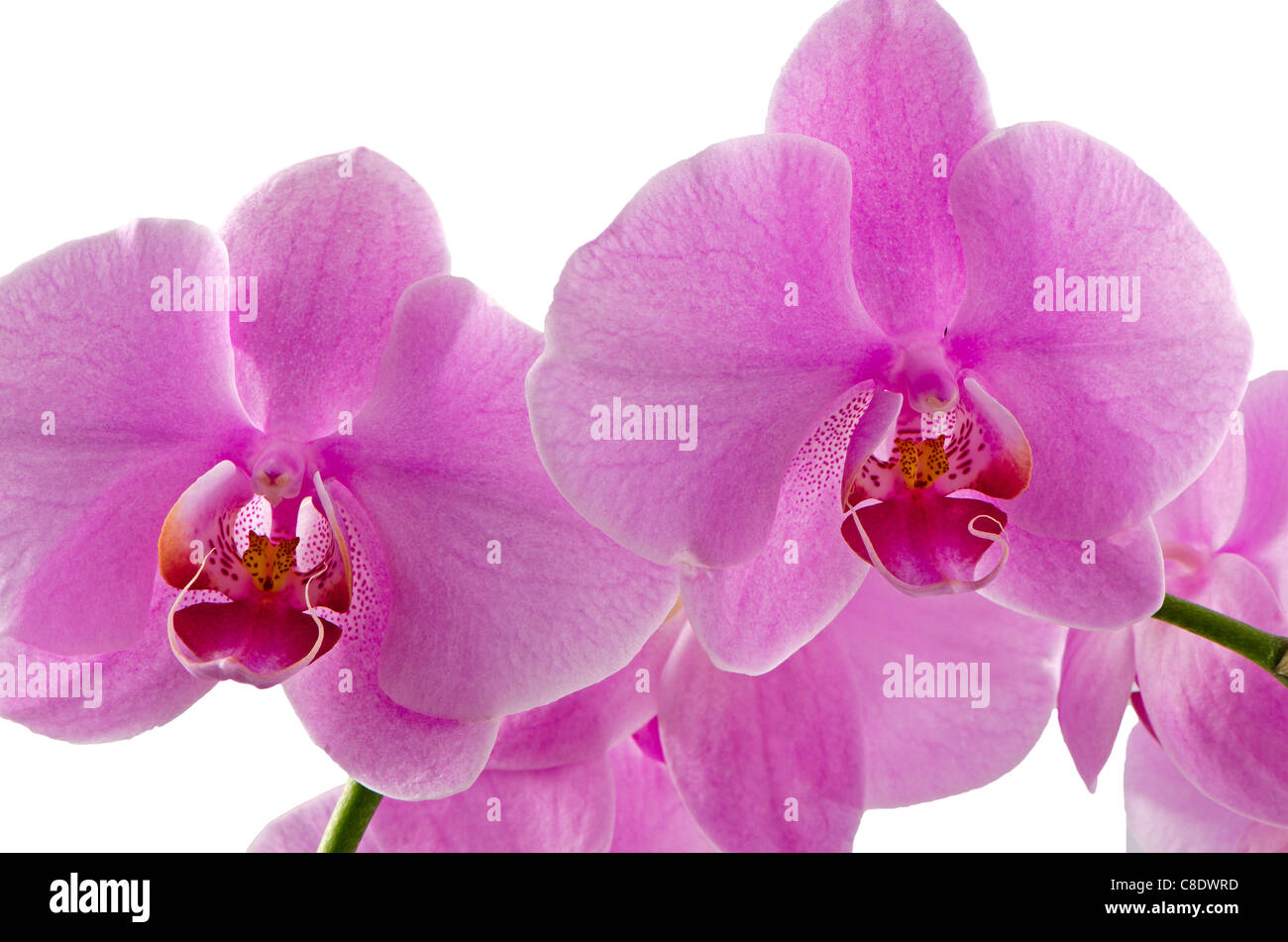 Macro view of pink orchids isolated on white background Stock Photo - Alamy