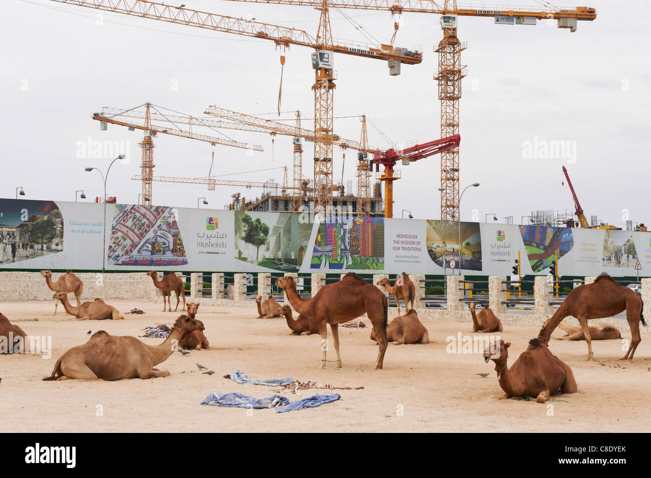 camels souq wagif in front of building site new development doha qatar Stock Photo