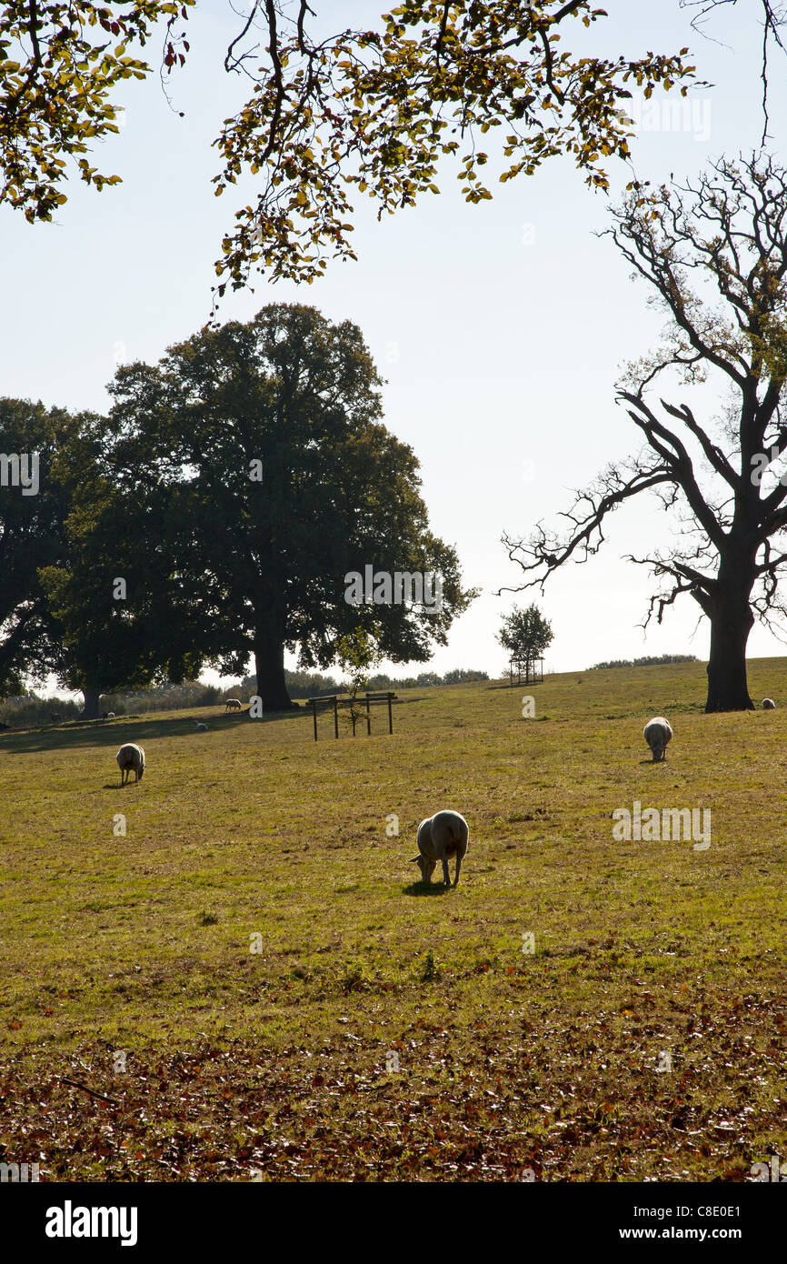 Suffolk sheep grazing in parkland Stock Photo Alamy