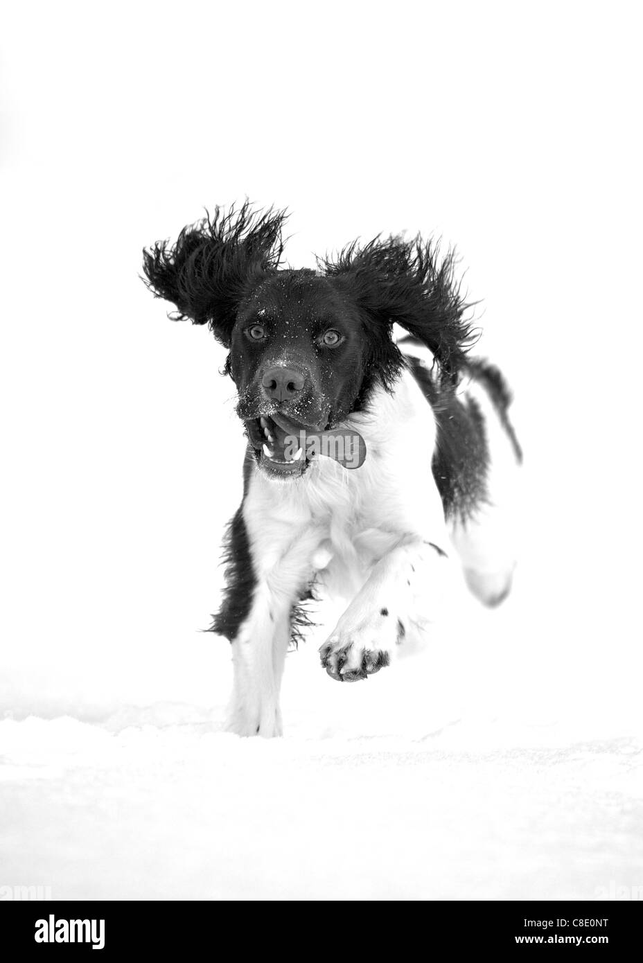 English Springer Spaniel dog running in deep snow Stock Photo