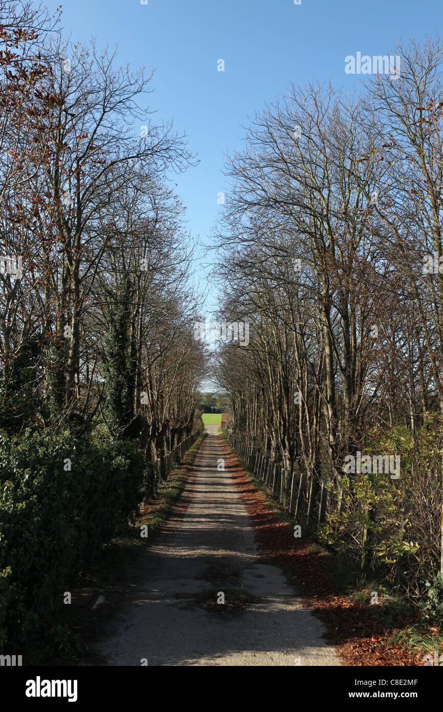 Country Lane near Cholsey Stock Photo Alamy