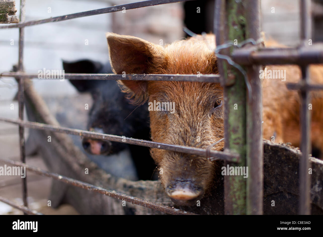 Hog behind fence hi-res stock photography and images - Alamy