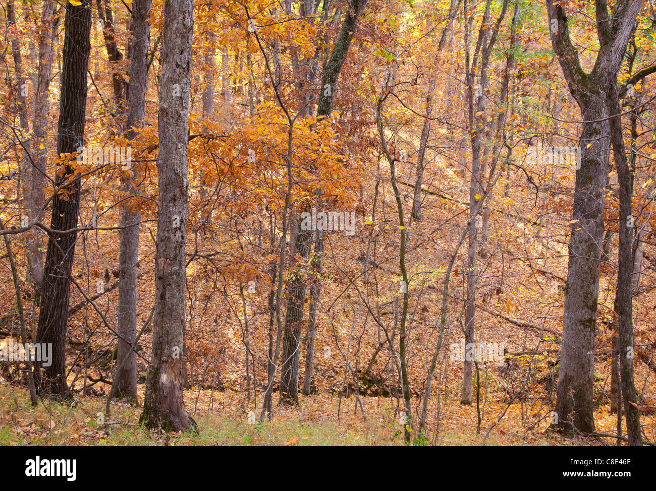 autumn forest, Lacey-Keosauqua State Park, Van Buren County, Iowa Stock Photo