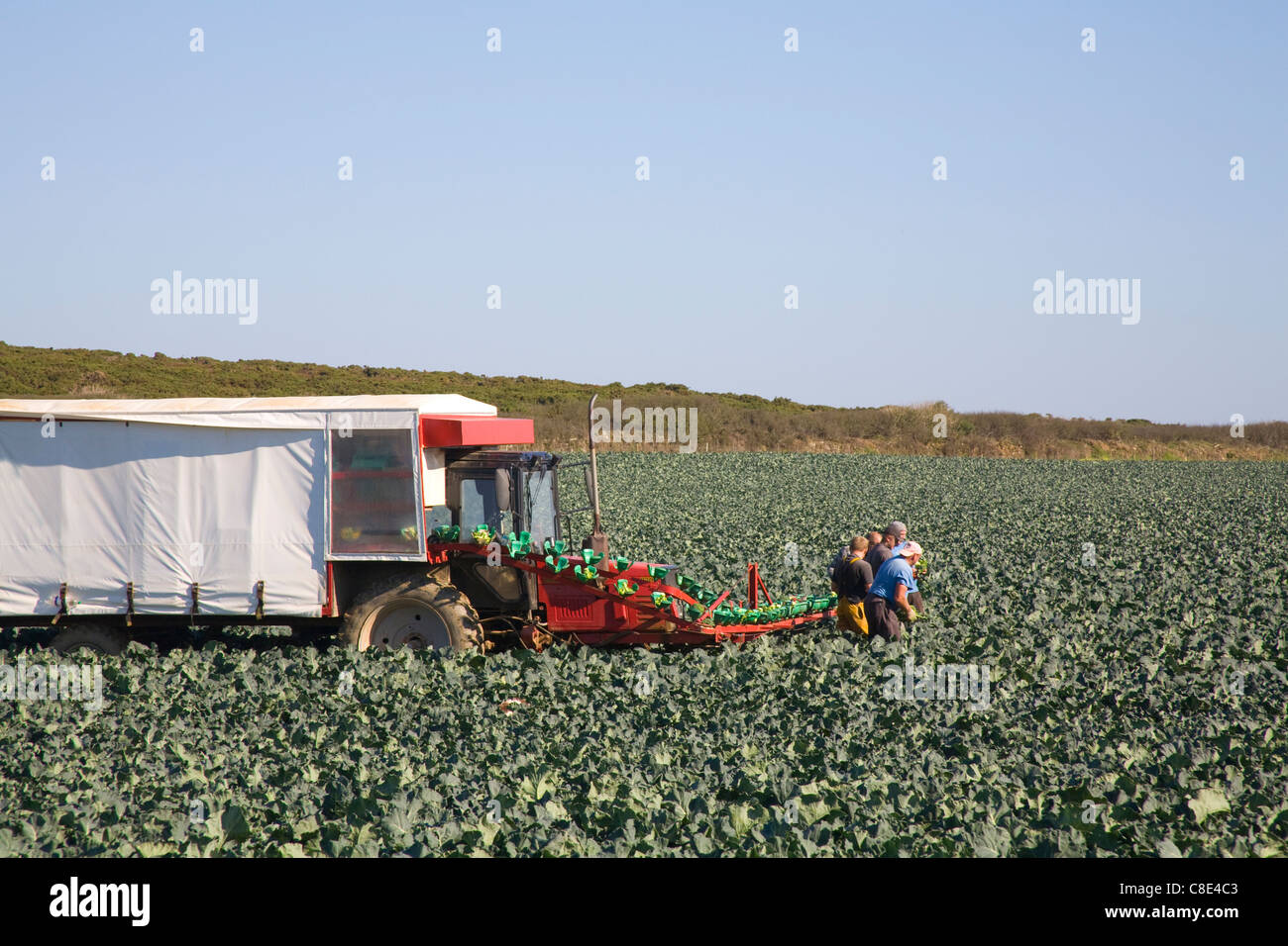 Cornwall England UK Group of agricultural workers harvesting a field of