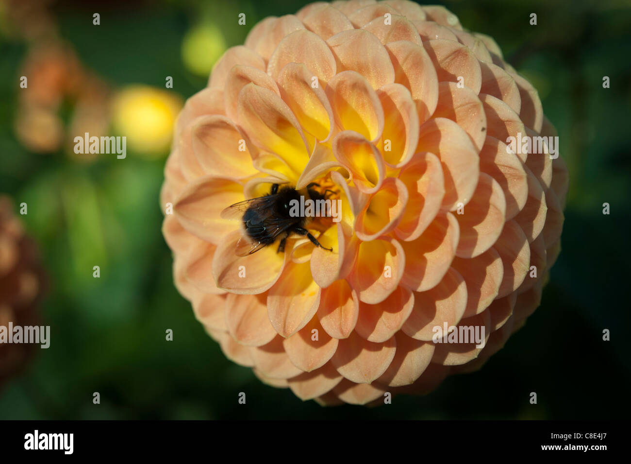 Colourful dahlia flowers in full bloom Stock Photo