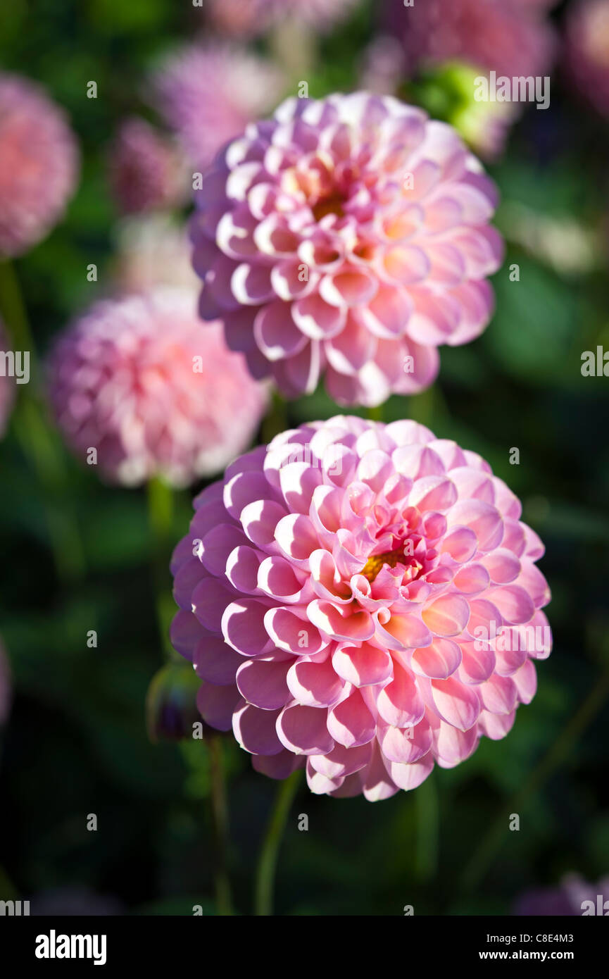 Colourful dahlia flowers in full bloom Stock Photo Alamy
