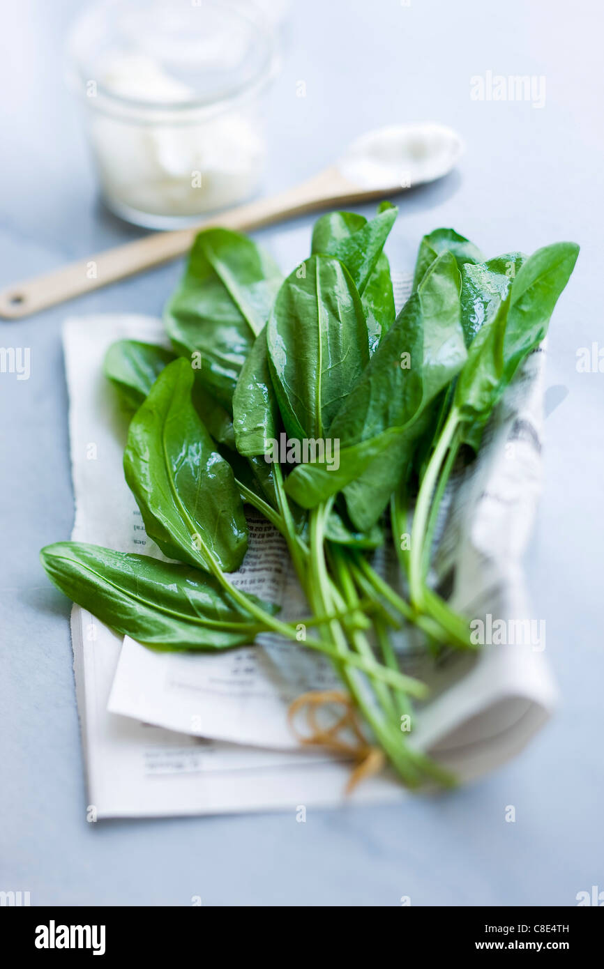Bunch of sorrel Stock Photo